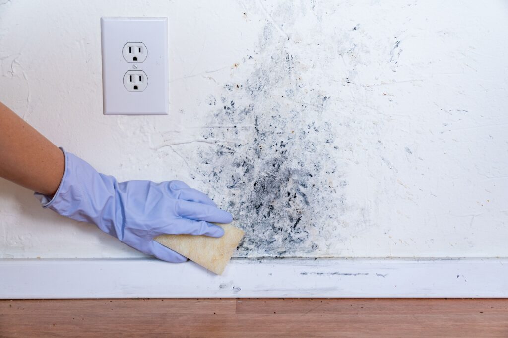 black mold