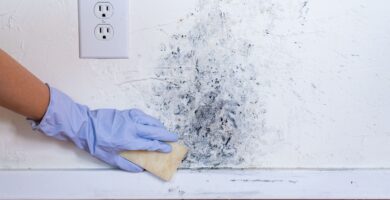 black mold