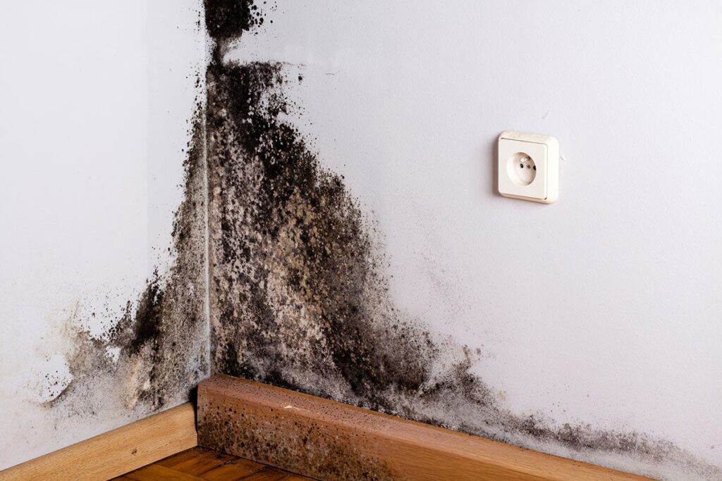 Preventing Mold